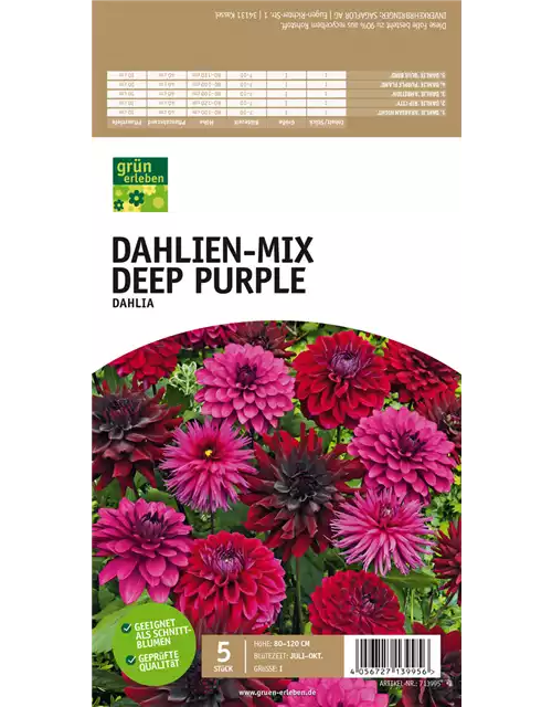 Dahlien-Mix Deep Purple