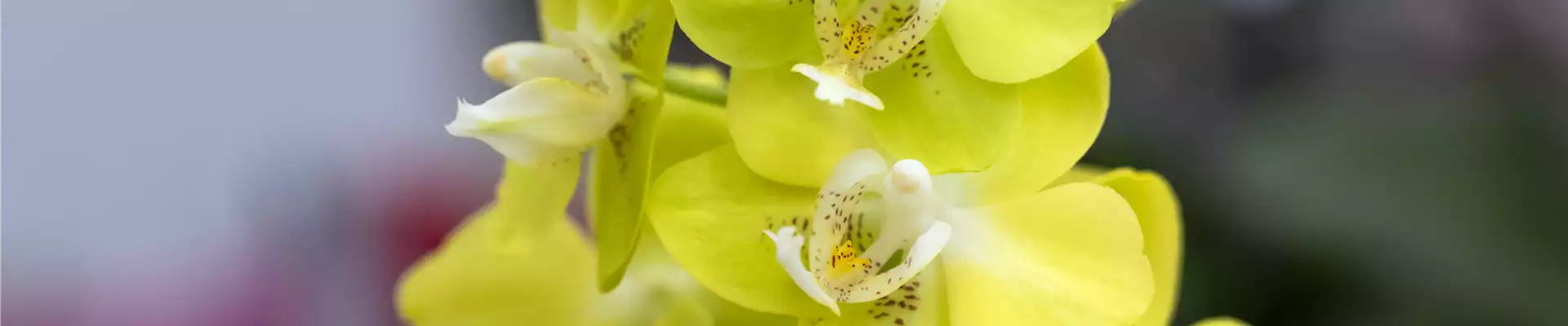 Phalaenopsis 'Sogo Moimi'