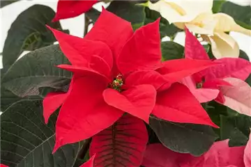 DER WEIHNACHTSSTERN DER WEIHNACHTSSTERN