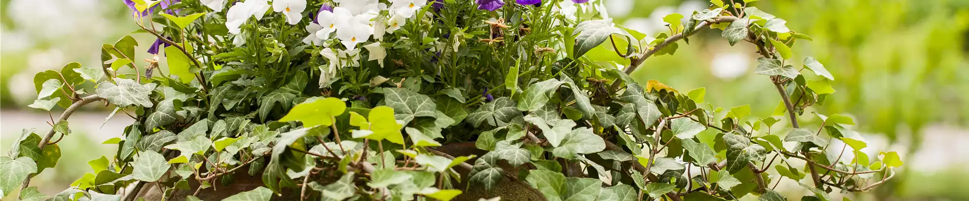 Viola cornuta