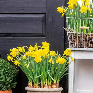 AUS DER KNOLLE KOMMT DAS TOLLE! AUS DER KNOLLE KOMMT DAS TOLLE!