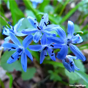 AUS DER KNOLLE KOMMT DAS TOLLE! AUS DER KNOLLE KOMMT DAS TOLLE!