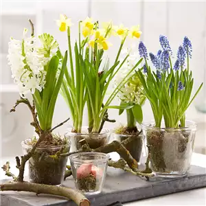 AUS DER KNOLLE KOMMT DAS TOLLE! AUS DER KNOLLE KOMMT DAS TOLLE!