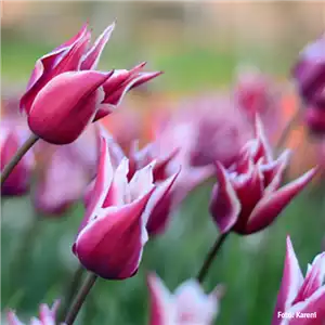 AUS DER KNOLLE KOMMT DAS TOLLE! AUS DER KNOLLE KOMMT DAS TOLLE!