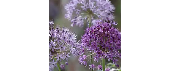 AUS DER KNOLLE KOMMT DAS TOLLE! AUS DER KNOLLE KOMMT DAS TOLLE!