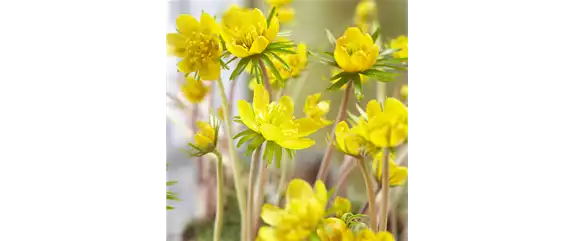 AUS DER KNOLLE KOMMT DAS TOLLE! AUS DER KNOLLE KOMMT DAS TOLLE!