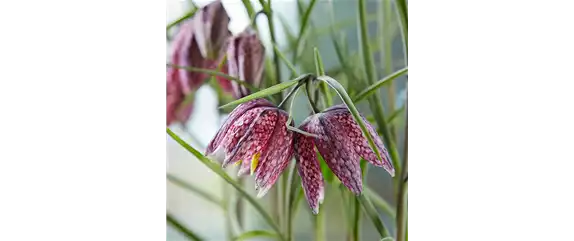 AUS DER KNOLLE KOMMT DAS TOLLE! AUS DER KNOLLE KOMMT DAS TOLLE!