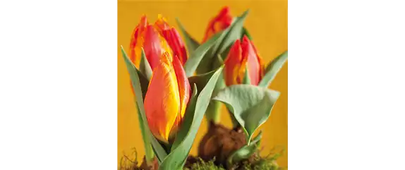 AUS DER KNOLLE KOMMT DAS TOLLE! AUS DER KNOLLE KOMMT DAS TOLLE!