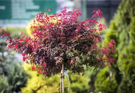 BÄUME & STRÄUCHER  BÄUME & STRÄUCHER