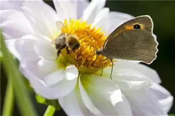 BIENEN UND SCHMETTERLINGE IM GARTEN!