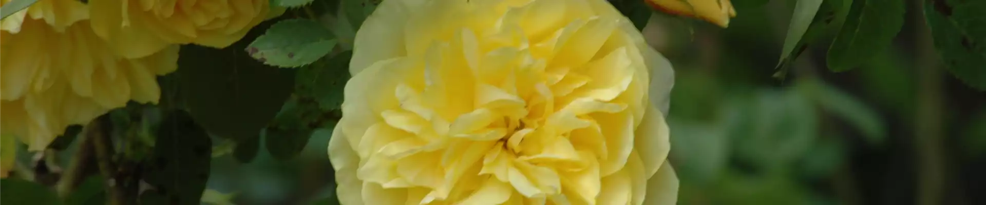 Kletterrose, gelb