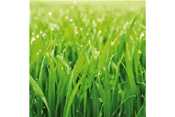 GRüNER TEPPICH! GRüNER TEPPICH!