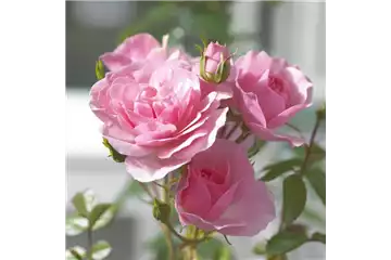 ROMANTIK PUR! ROMANTIK PUR!