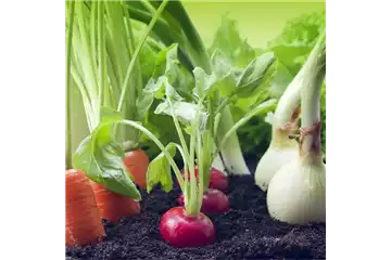 GUTE NACHBARN! GUTE NACHBARN!