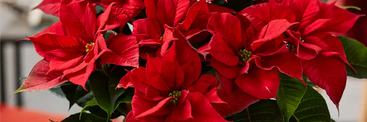 WIE GEHT... WEIHNACHTSSTERN PFLEGEN?