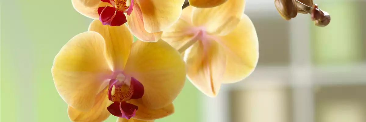 WIE GEHT... MALAYENBLUME PFLEGEN?