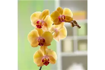 WIE GEHT... MALAYENBLUME PFLEGEN? WIE GEHT... MALAYENBLUME PFLEGEN?