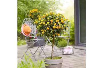 WIE GEHT... KüBEL BEPFLANZEN? WIE GEHT... KüBEL BEPFLANZEN?