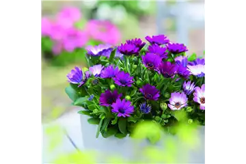 SOMMERLAUNE! SOMMERLAUNE!