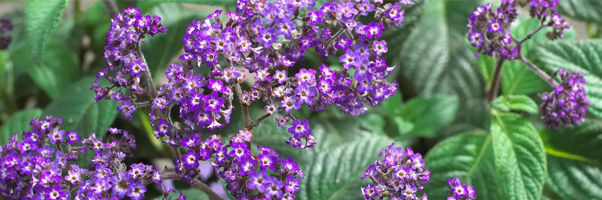 VANILLEBLUME