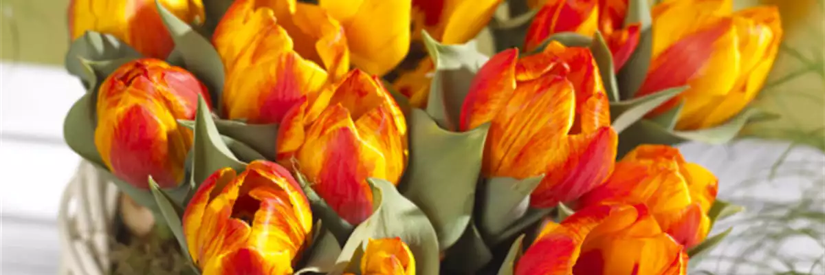 BLUMENZWIEBELN IM GLAS