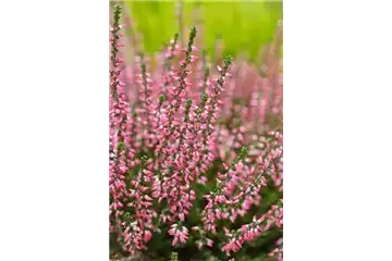 HEIDENSPASS! HEIDENSPASS!