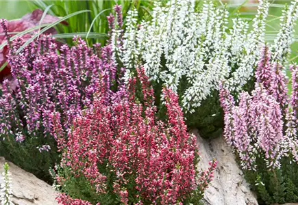 SAISONPFLANZEN FÜR BEET & BALKON SAISONPFLANZEN FÜR BEET & BALKON