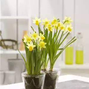 PFLANZE DES MONATS FEBRUAR: NARZISSE