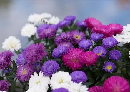 Aster