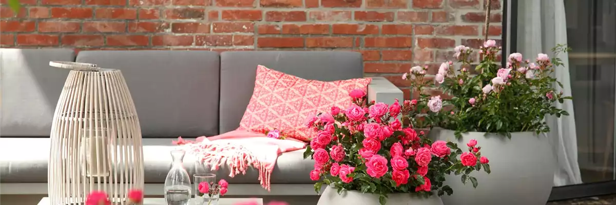 DIE ROSE!