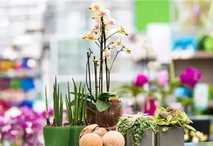 ZIMMERPFLANZEN ZIMMERPFLANZEN