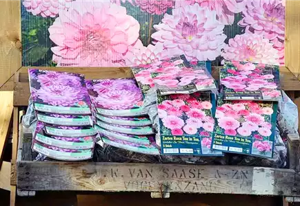 Saat & Zwiebeln Saat & Zwiebeln