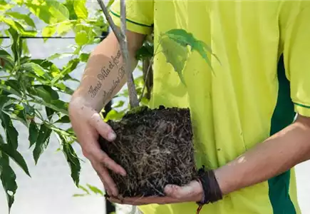 Pflanzenschutz Pflanzenschutz