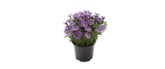 ASTER