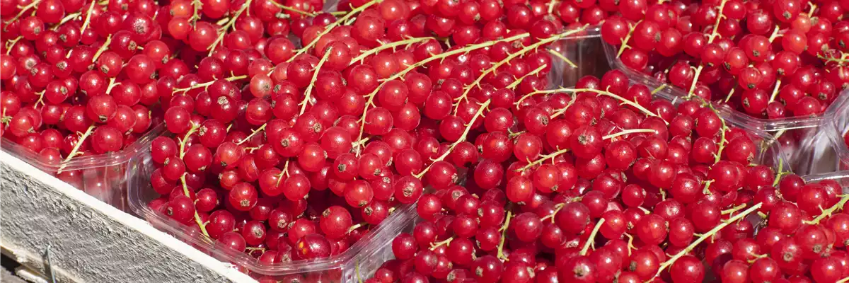 Ribes rubrum