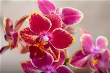 DIE ORCHIDEEN-KLASSIKER DIE ORCHIDEEN-KLASSIKER