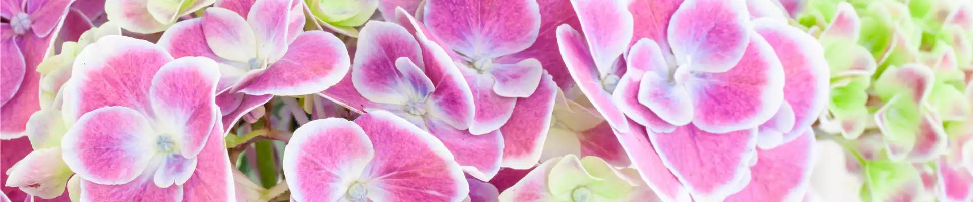 Hydrangea macrophylla, zweifarbig