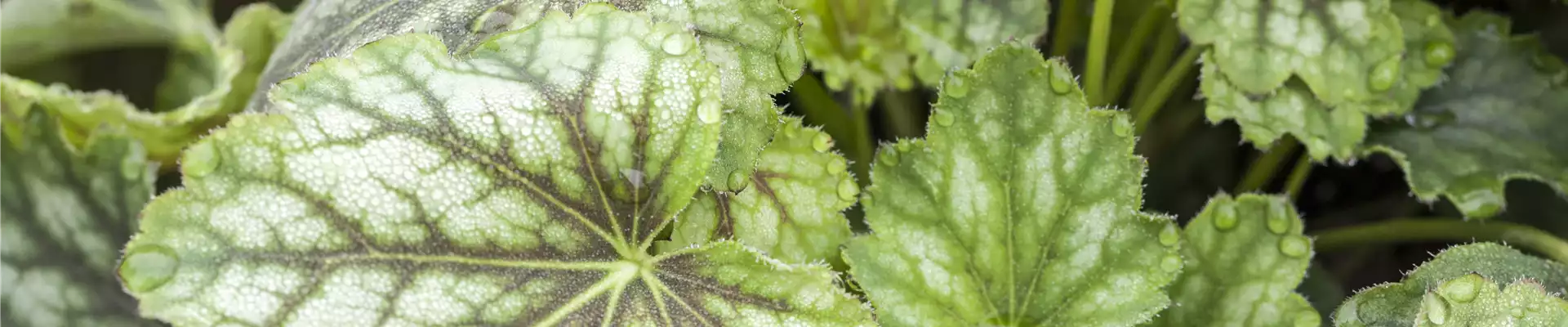 Heuchera