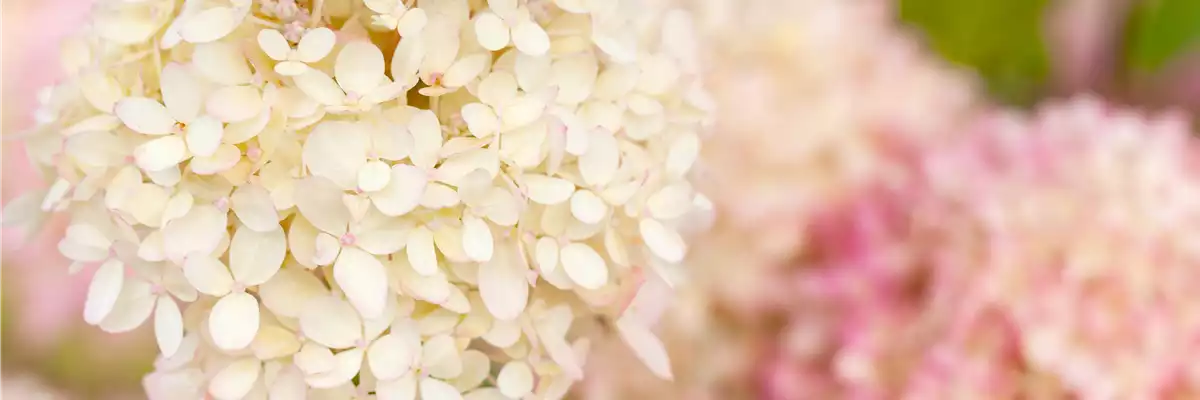 Hydrangea arborescens
