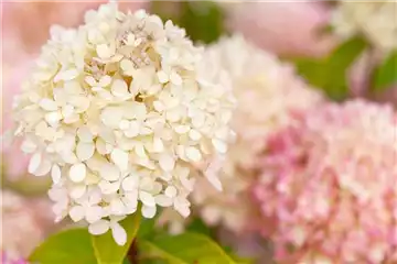 BLüHENDE HORTENSIEN! BLüHENDE HORTENSIEN!