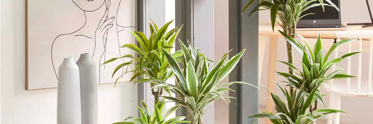 GRÜNES UPDATE FÜR DEIN HOMEOFFICE!