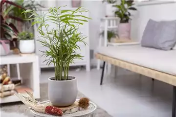 ZIMMERPFLANZENPFLEGE IM URLAUB?