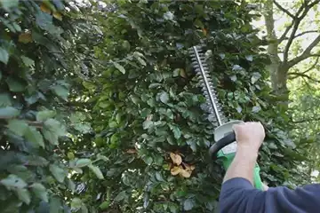 Sichtschutz - Zurückschneiden im Herbst Sichtschutz - Zurückschneiden im Herbst