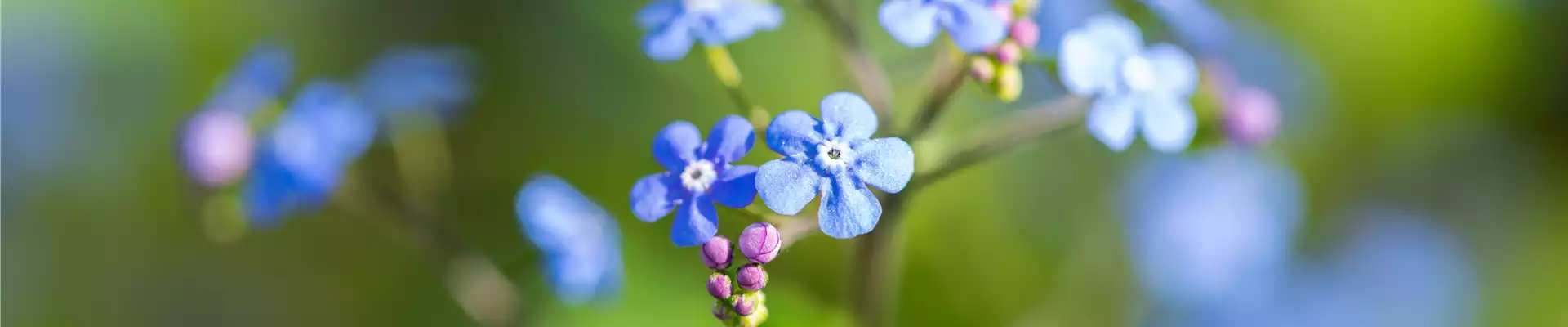 Brunnera macrophylla
