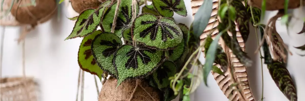 HäNGENDE ZIMMERPFLANZEN!