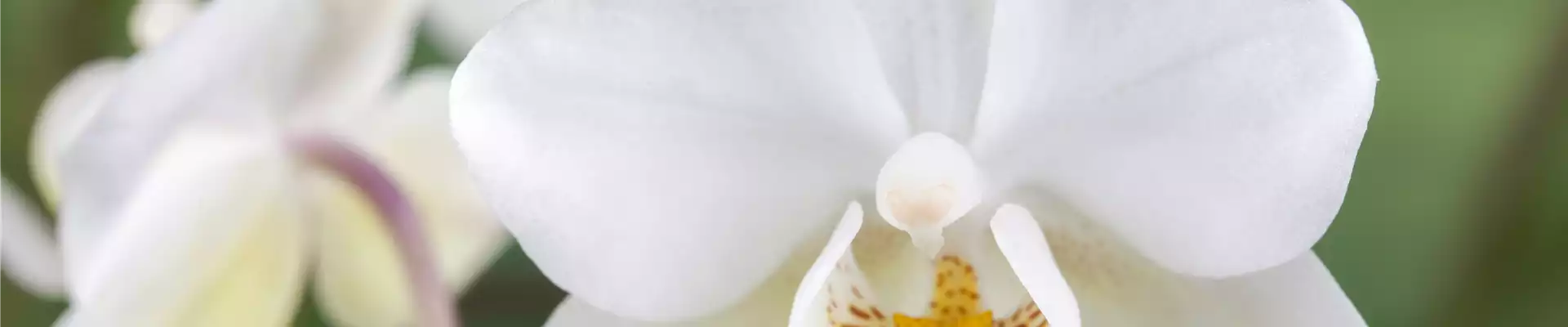 Phalaenopsis 'Wild Orchid'