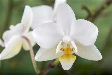 DAS GROSSE ORCHIDEEN EINMALEINS! DAS GROSSE ORCHIDEEN EINMALEINS!