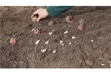 AUS DER KNOLLE KOMMT DAS TOLLE! AUS DER KNOLLE KOMMT DAS TOLLE!