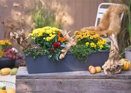 DER HERBST IM KASTEN!