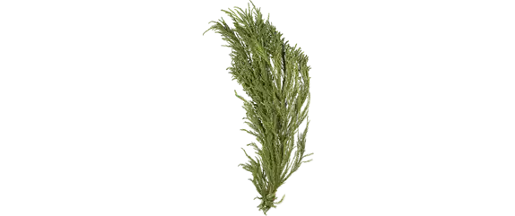 ADVENT, ADVENT – EIN KERZLEIN BRENNT! ADVENT, ADVENT – EIN KERZLEIN BRENNT!